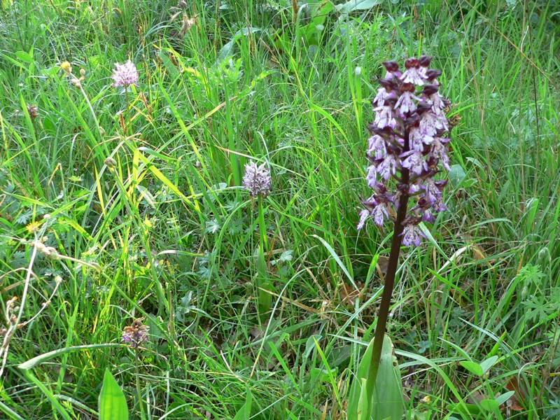 orchis angusticruris (purpurea x simia)